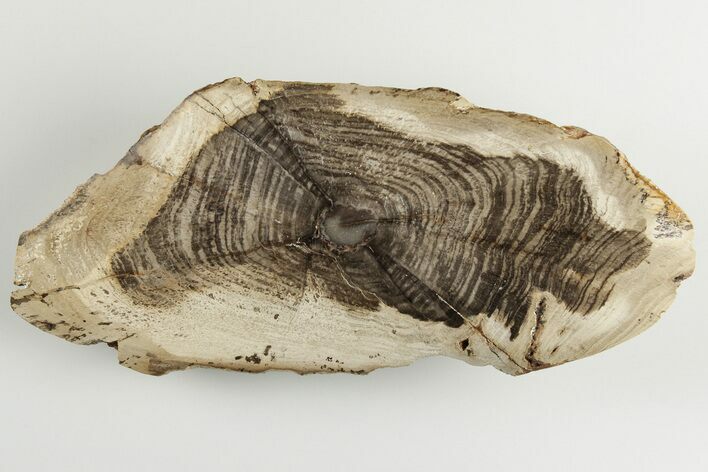 Devonian Petrified Wood From Oklahoma - Oldest True Wood #198059